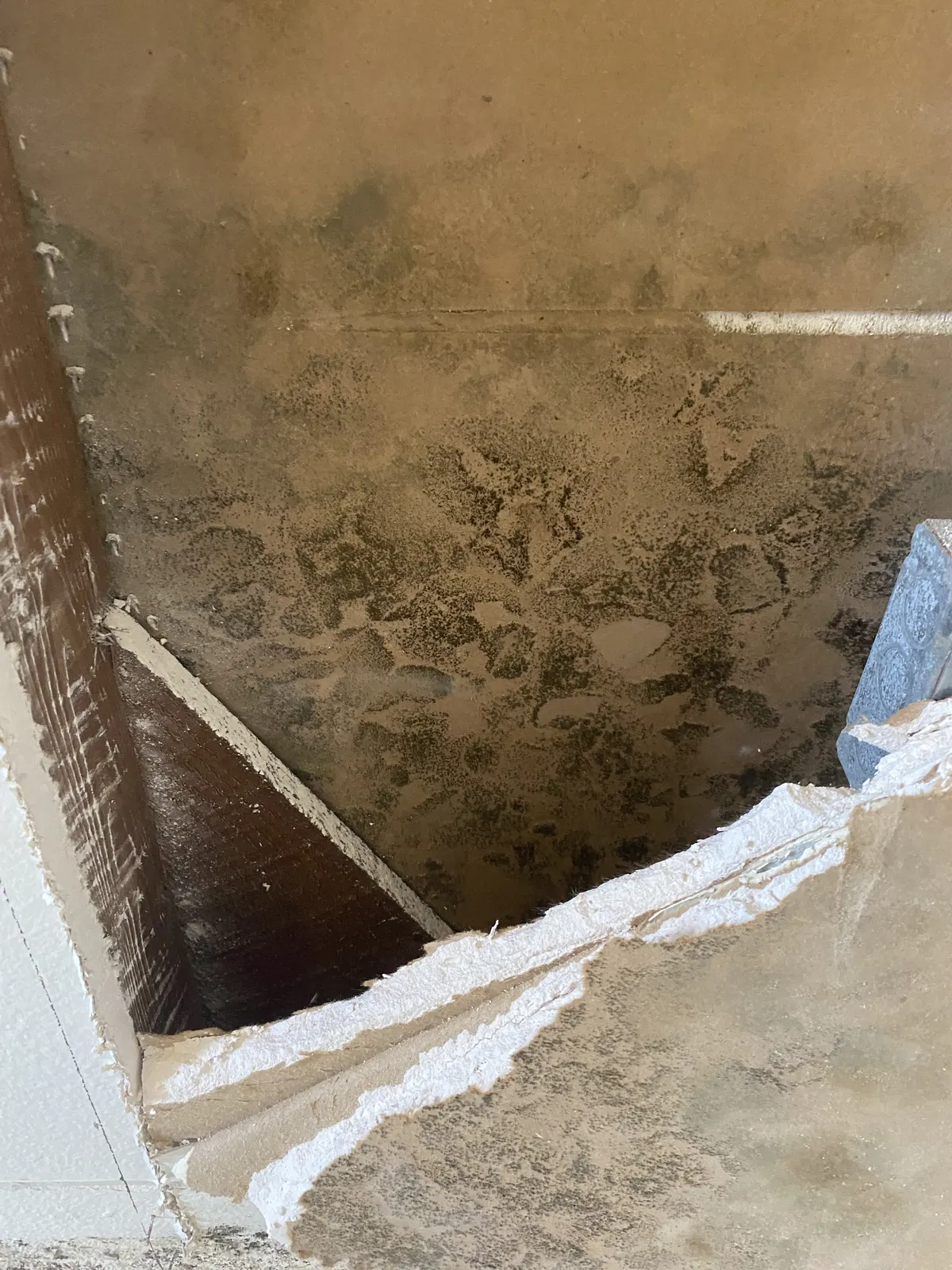 Mold growth across the back of a section of drywall cut out of a wall