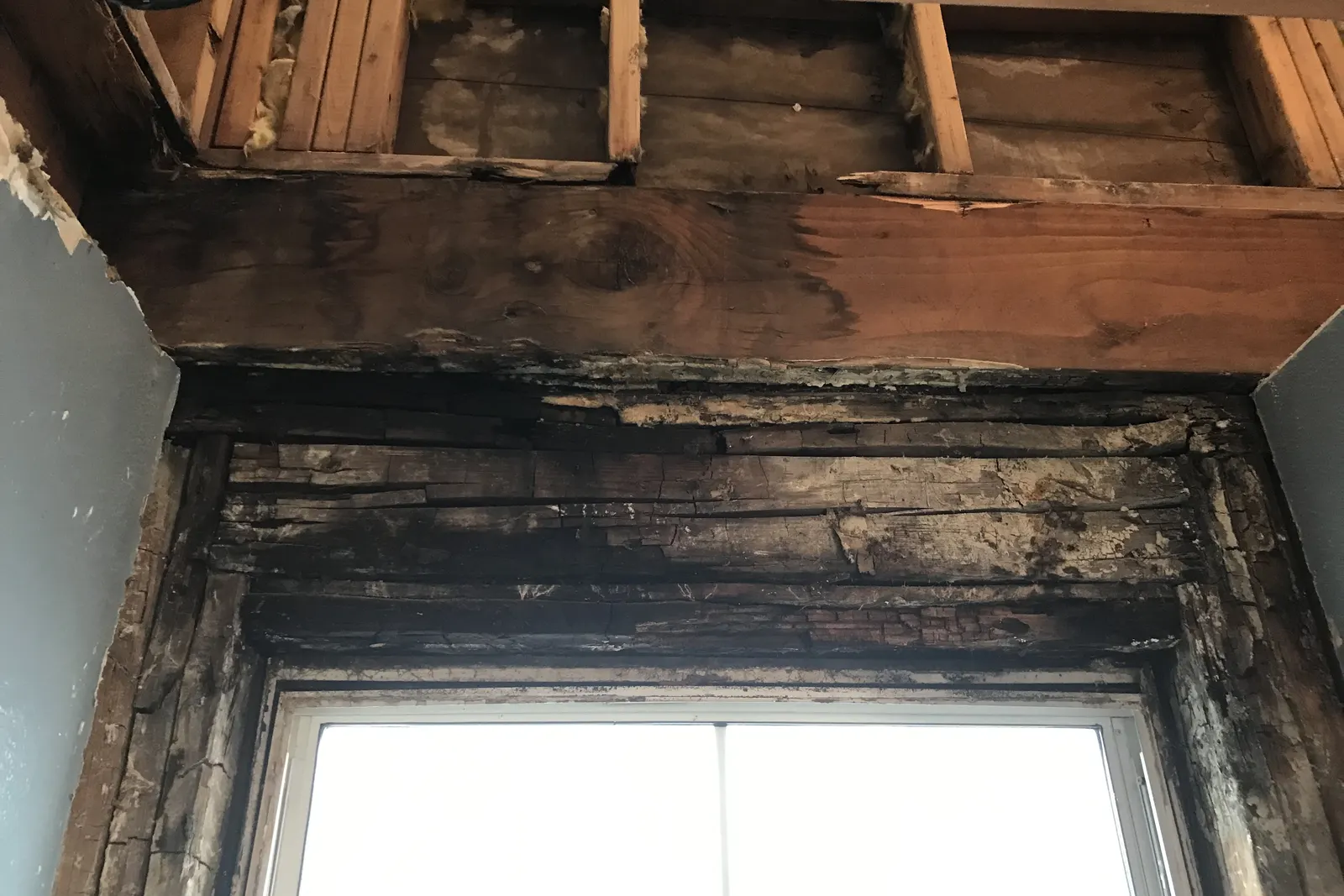 Dark mold growth on wood framing above a window, exposed after drywall removal during a mold inspection